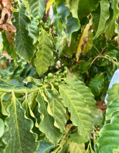 Coffee leaves and grains on the coffee tree.